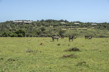 Kariega Game Reserve Settlers Drift Alexandria  Luaran gambar