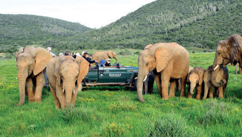 Kariega Game Reserve Settlers Drift Alexandria  Luaran gambar